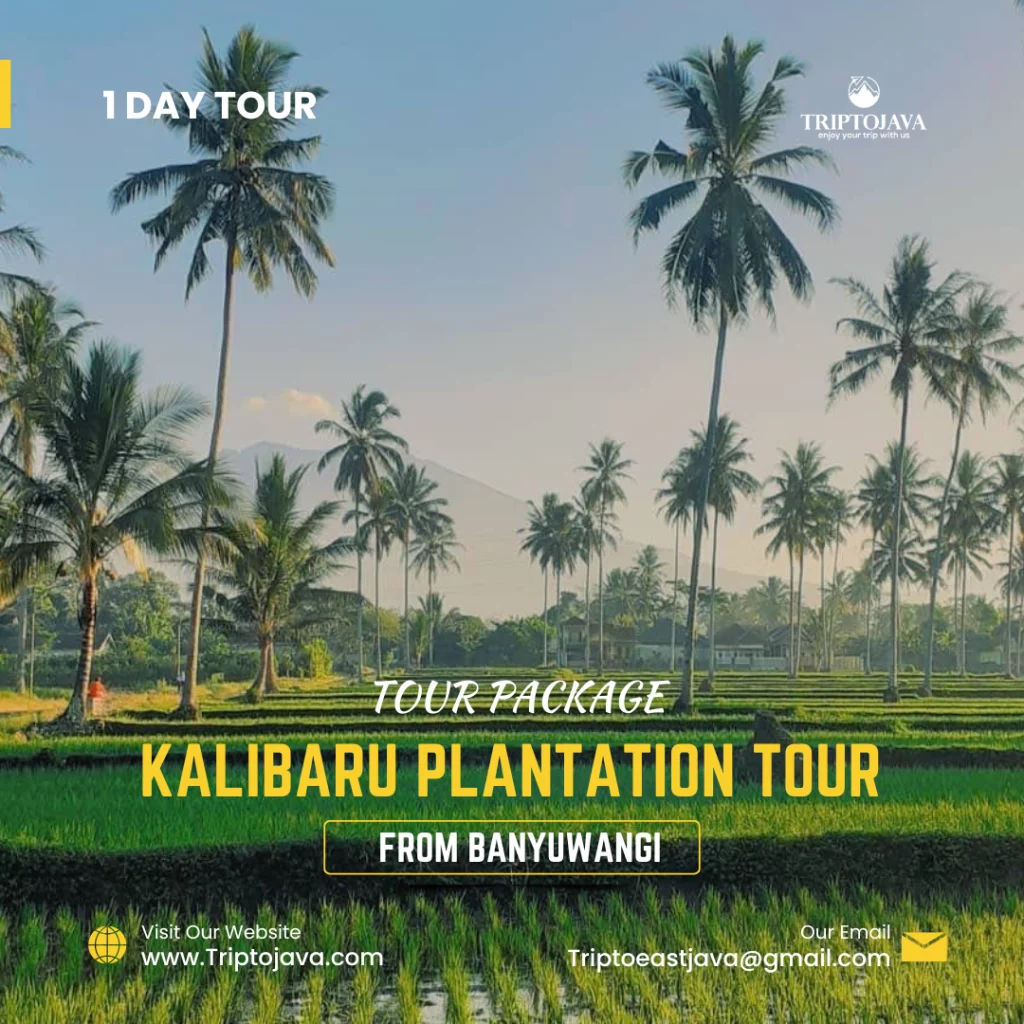 Kalibaru plantation tour